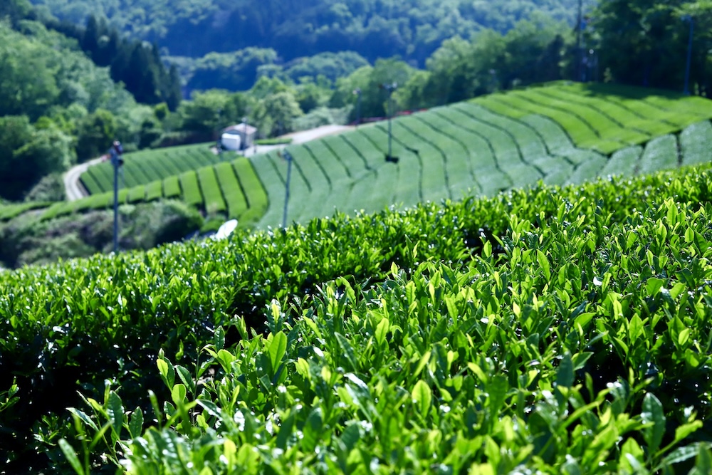 南山城村の茶畑