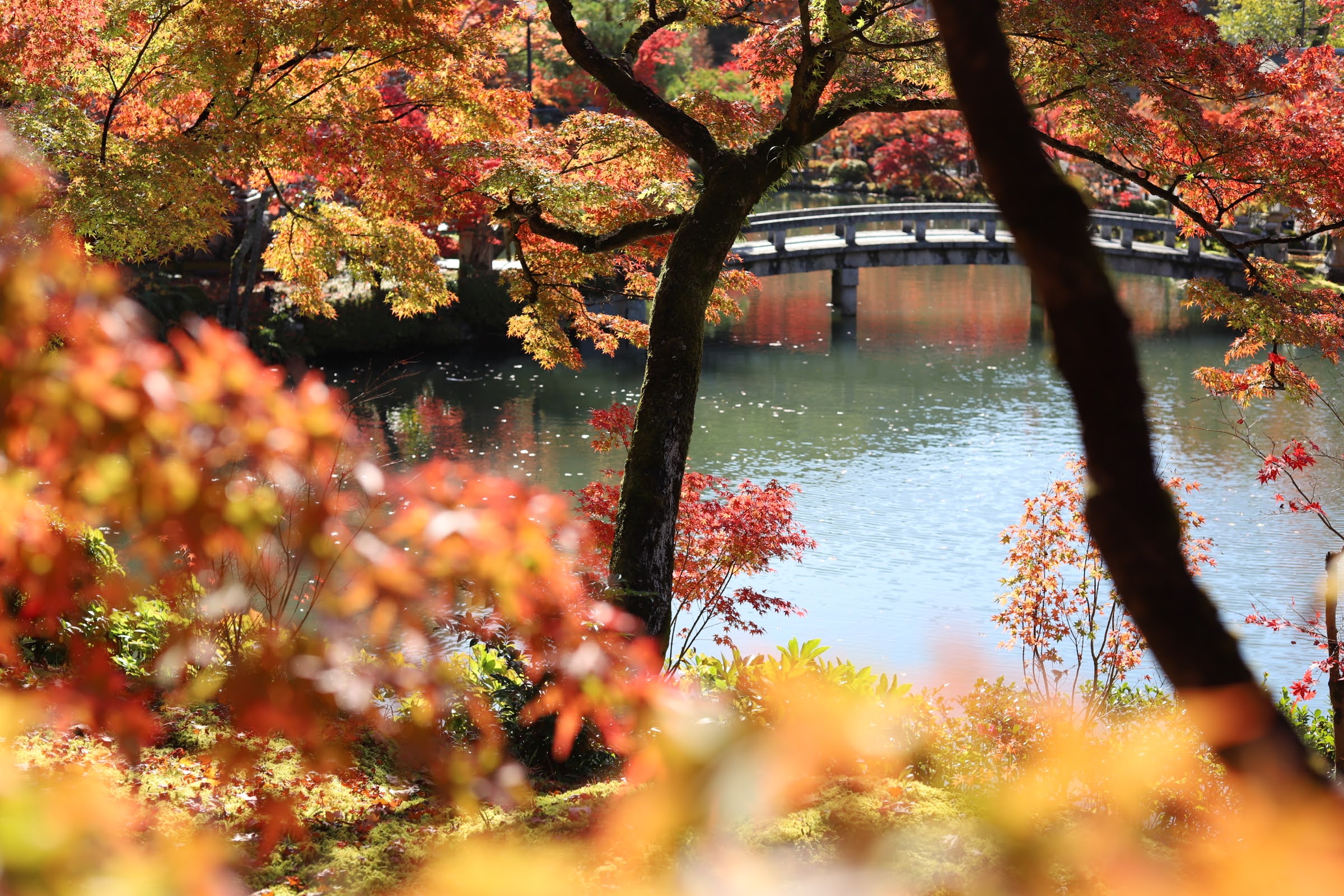 京都の紅葉